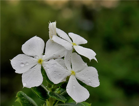 长春花开花欣赏