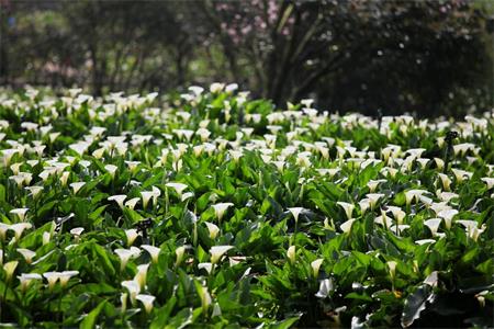 海芋花图片