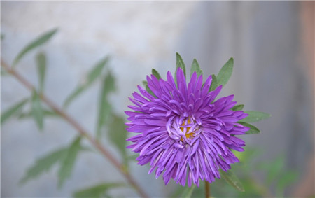 翠菊开花欣赏