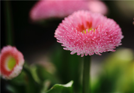 翠菊开花欣赏