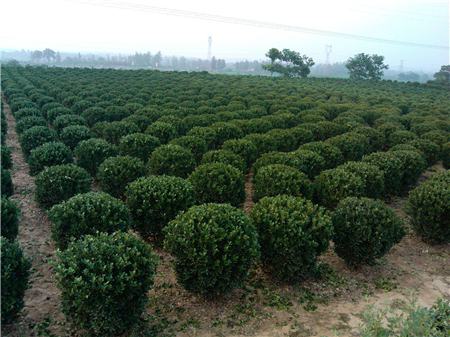 黄杨基地覆盖