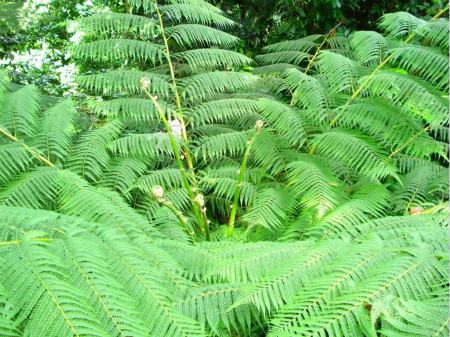 蕨类植物的养殖方法