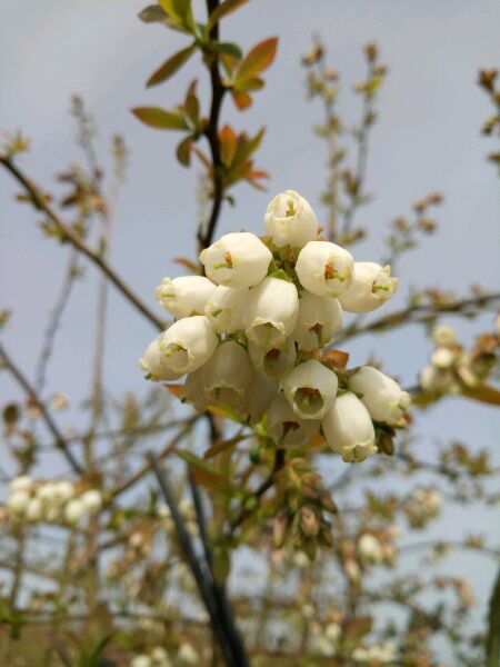 蓝莓的花语