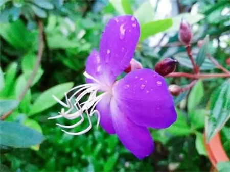 花朵