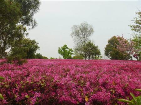 红花继木盆景树桩修剪