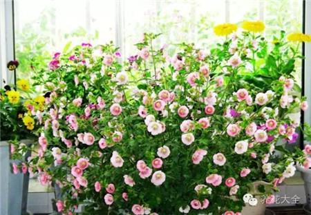 20种常见花卉的养殖技巧 - 花百科