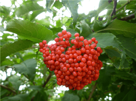 接骨木的花语