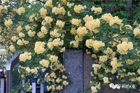 木香花