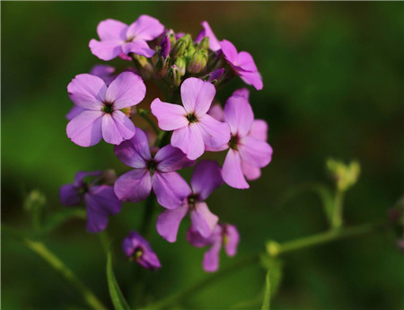 蓝香芥