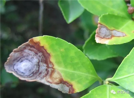 茉莉花叶片出现圆形黑褐色斑点