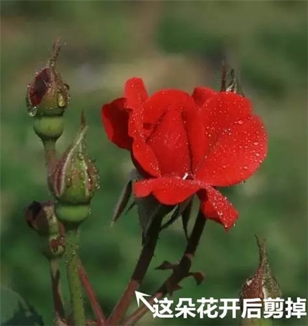 花谢之后,这么做,一个月后开满盆！