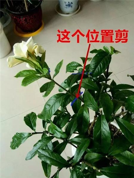 栀子花后剪枝