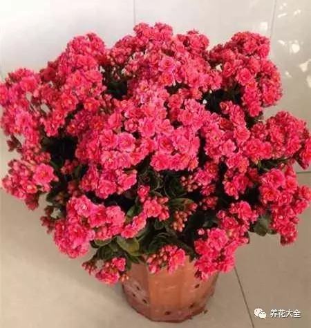 花谢之后,这么做,一个月后开满盆！