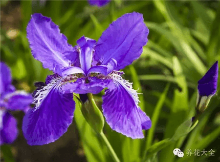 能把这50种花养全,这辈子就值了