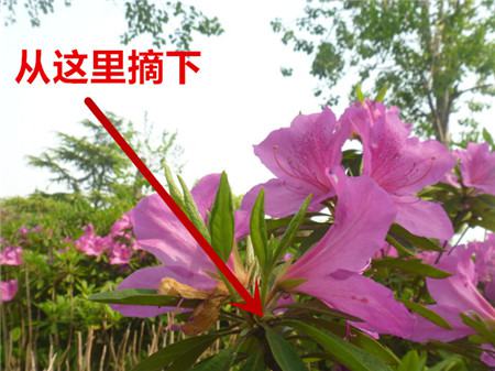 杜鹃剪掉残花和花托