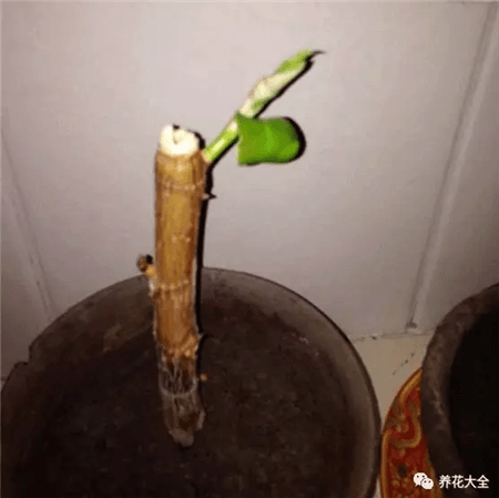 橡皮树发芽