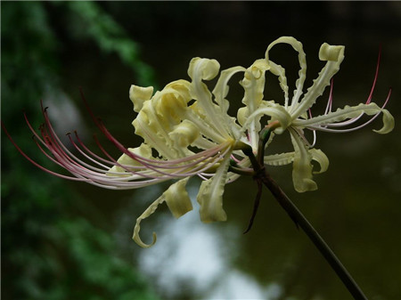 白花石蒜养殖方法