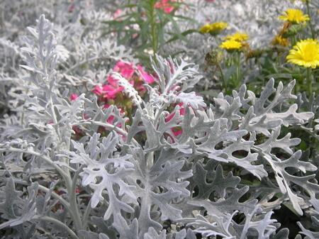 雪叶莲养殖方法