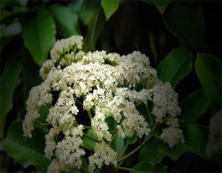 石楠花的虫害