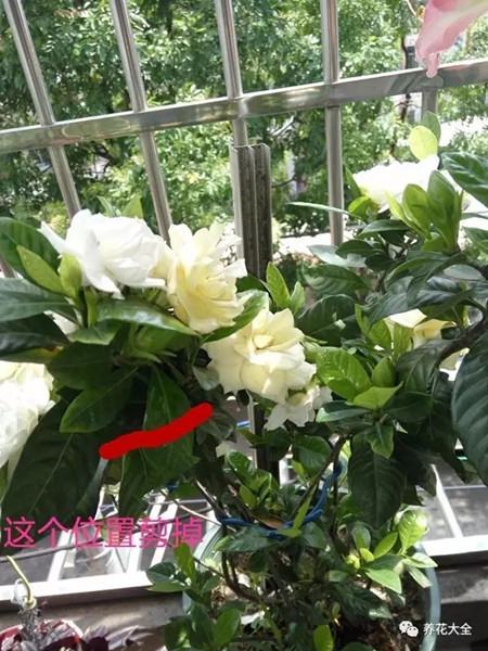 栀子花后修剪1