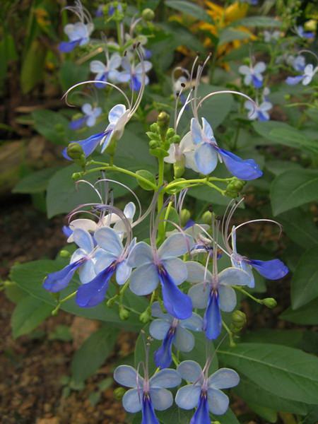 蓝蝴蝶的花语