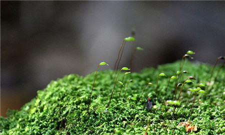 苔藓植物发黄或者发白