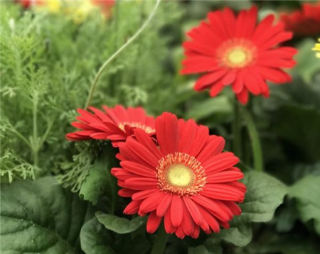 室内常见观叶类植物喷水