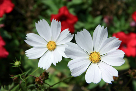 格桑花图片