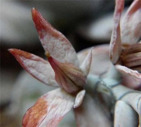 多肉植物雪莲怎么采收种子 花百科