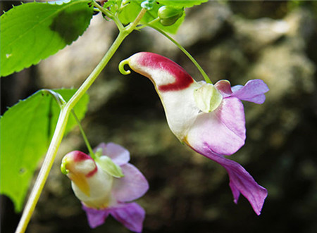 鹦鹉花