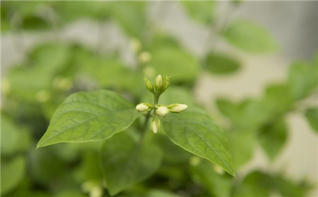 茉莉花掉苞要怎么办