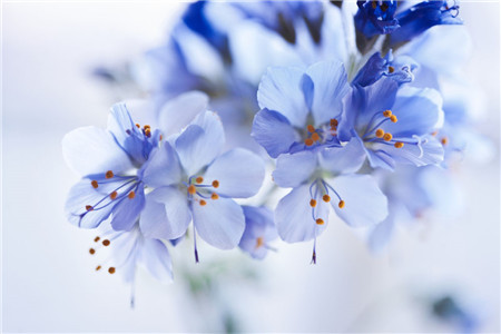 室内花卉萎蔫后怎么处理 花百科