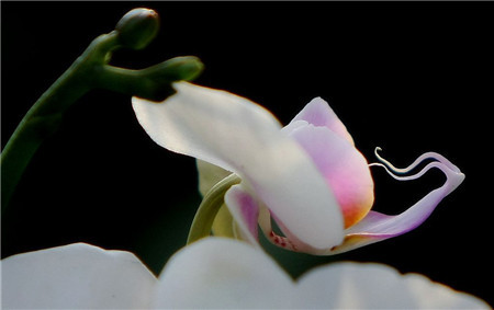 清除侧芽