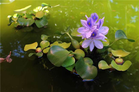 水葫芦