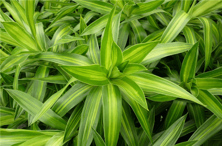 首先对植物进行处理