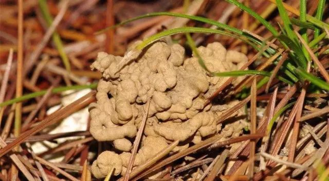 秋天遍地都是好花肥,你还不快点抢？