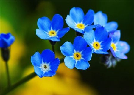 勿忘我 勿忘我又叫做星辰花,花瓣是清美的淡蓝色,属于一年生的紫草科