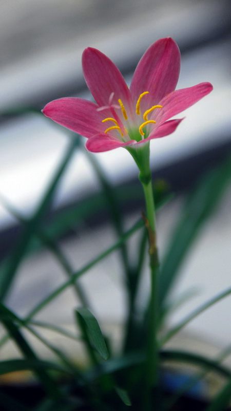 促进韭菜莲开花的小妙招