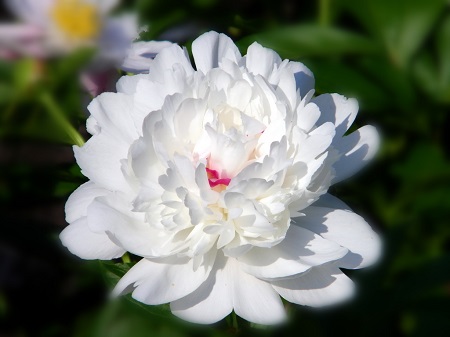 芍药的基本特点