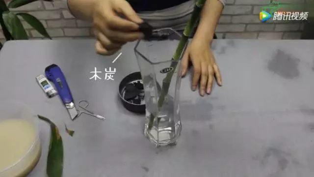 水培瓶中放入纯净水，把富贵竹重新插到瓶中，瓶里可以扔几块碎木炭，木炭能够吸附水中的杂质，防止二次烂根。