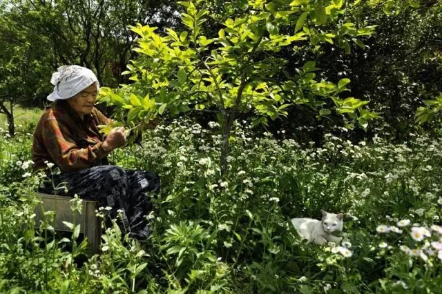 它们的故事里， 不只有奶奶和福丸。 她们走过的每一条路， 一起乘过凉每一棵树、 还有一起摘过的果实， 都是他们故事的一部分。