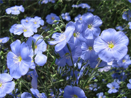 蓝花亚麻的种植方法图片