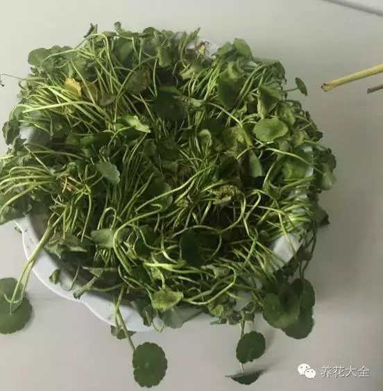 铜钱草