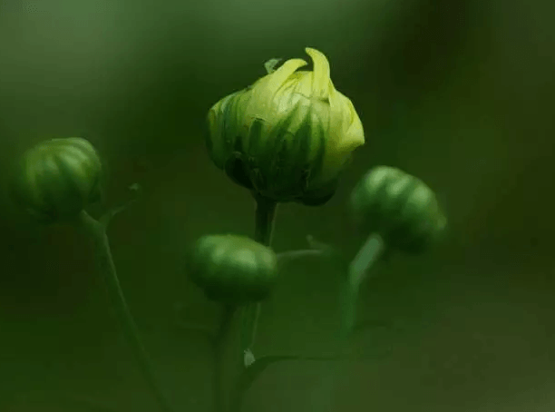 菊花不开花