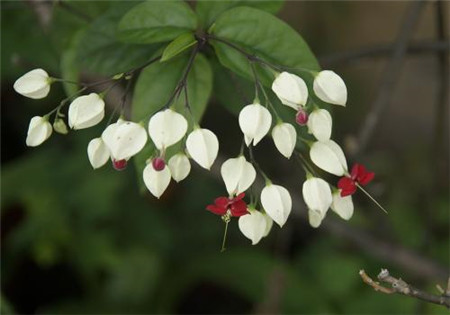 龙吐珠花