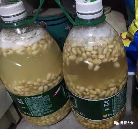 黄豆水