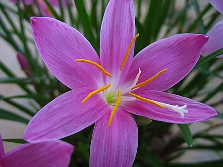 风雨兰花