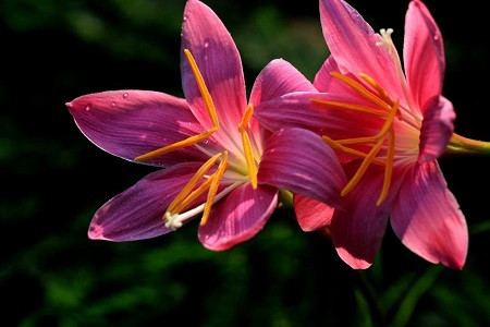 风雨兰花