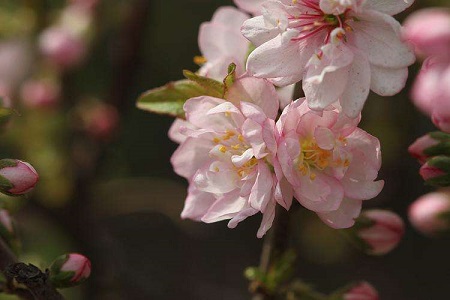 粉花重瓣麦李