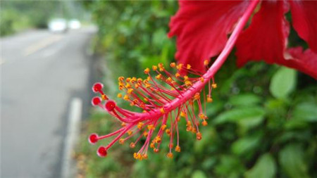 扶桑花蕊